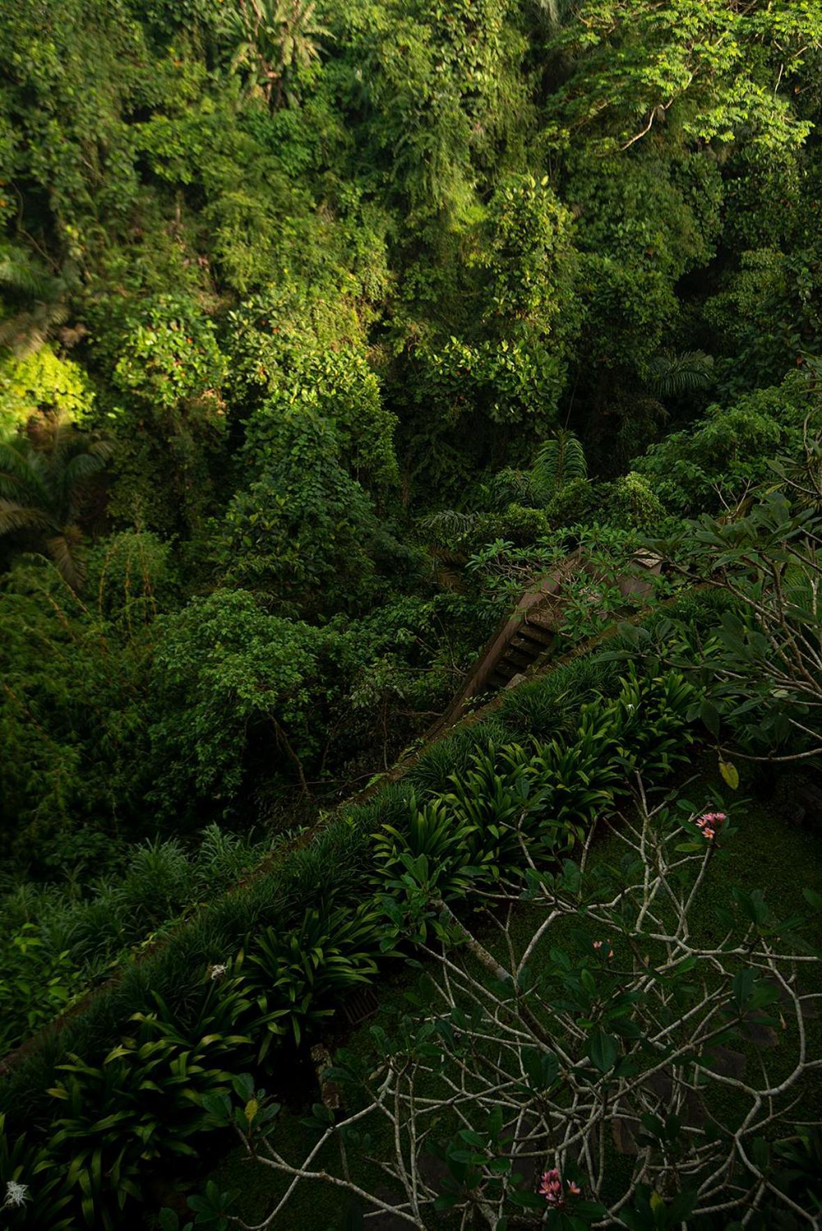 Villa Naga Putih Ubud  Luaran gambar